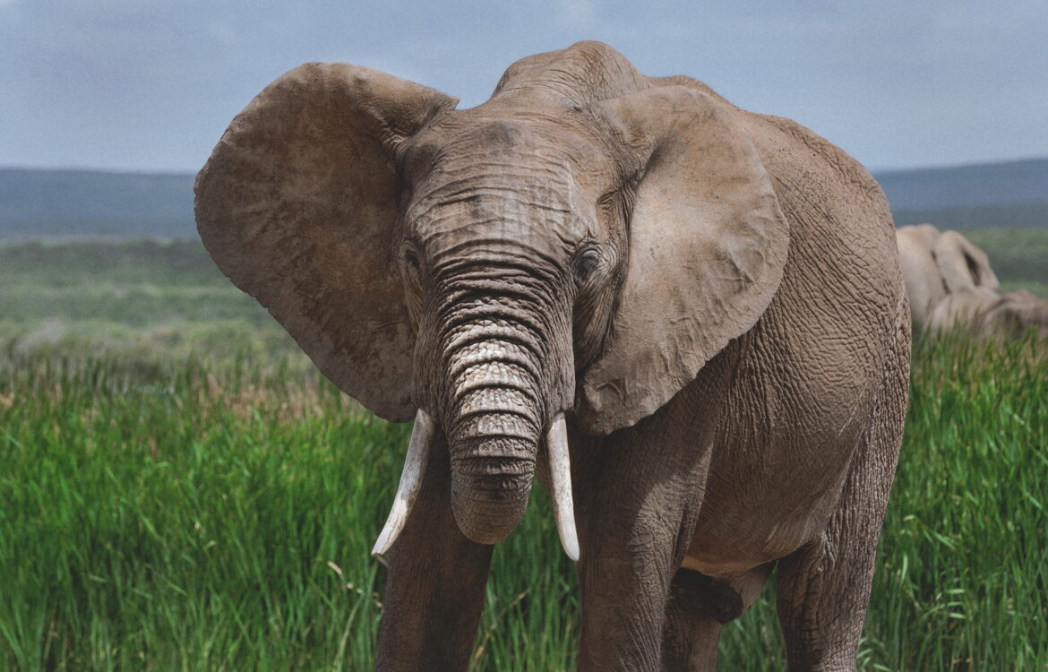 Reportage photos Afrique du Sud