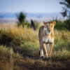 Lionne dans la savane - série "Demain, un monde sans eux?"