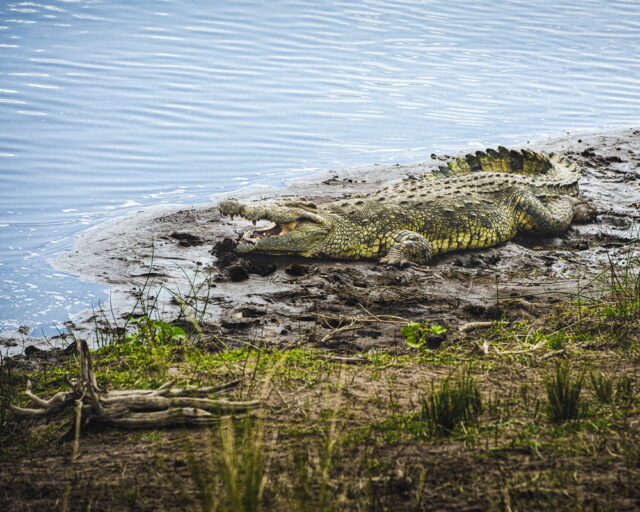 Crocodile - série "Demain, un monde sans eux?"