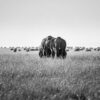 Éléphant walking III - série "Demain, un monde sans eux?"